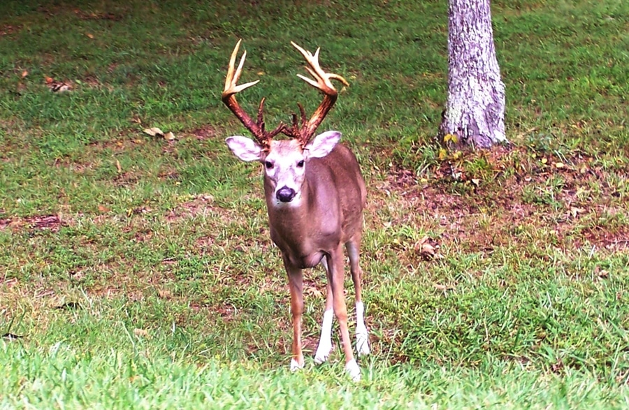 20 Great Public Hunting Lands In Top Whitetail States HuntStand