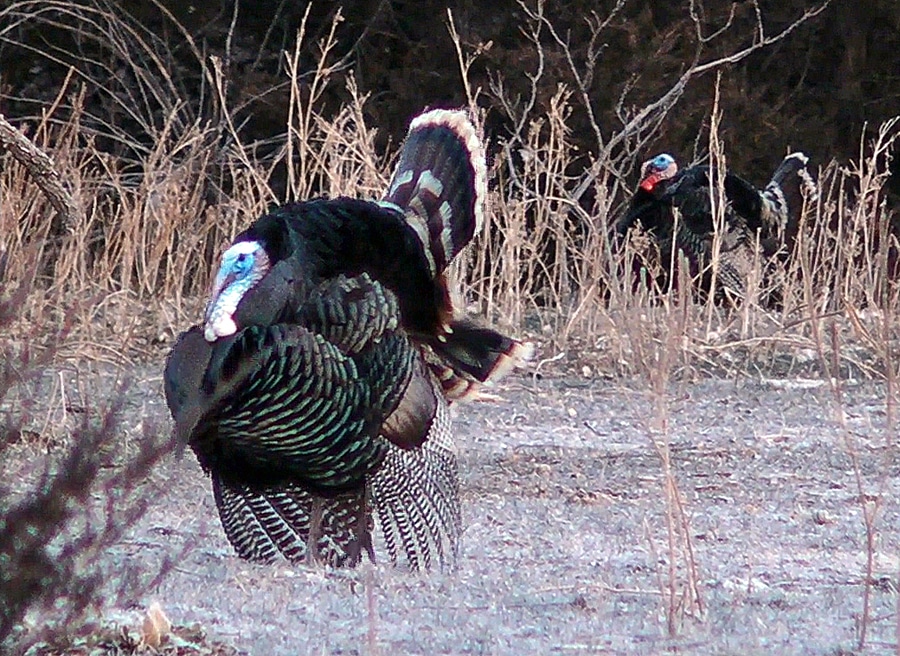 Turkeys On The Roost Smart Setup Leads To Hunting Success HuntStand