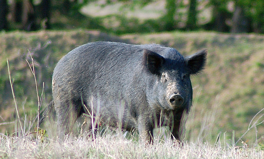 Texas Feral Hogs MustDo Winter Hunt Getaway HuntStand