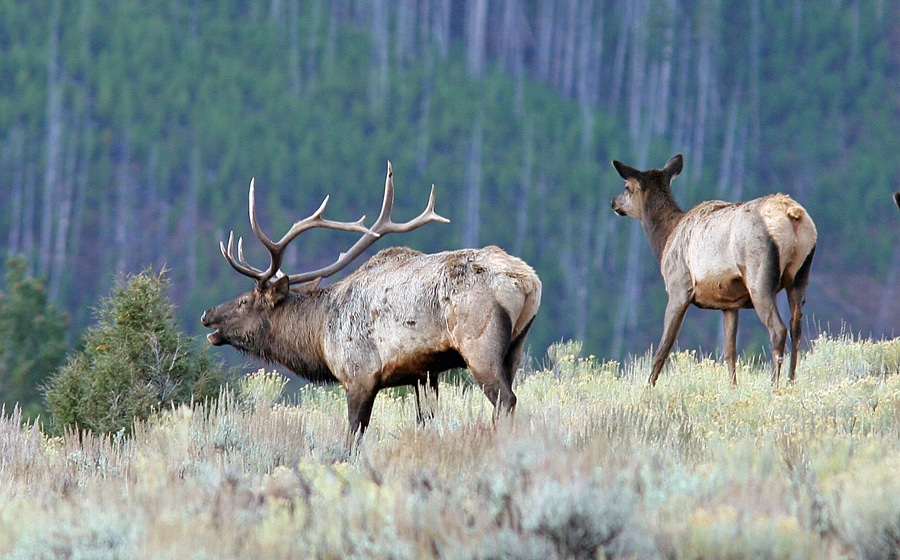 Better Elk Hunting: Start Prepping Now For Your Next Hunt - Huntstand