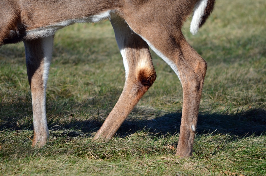 Better Deer Hunting Understanding The Tarsal Gland HuntStand