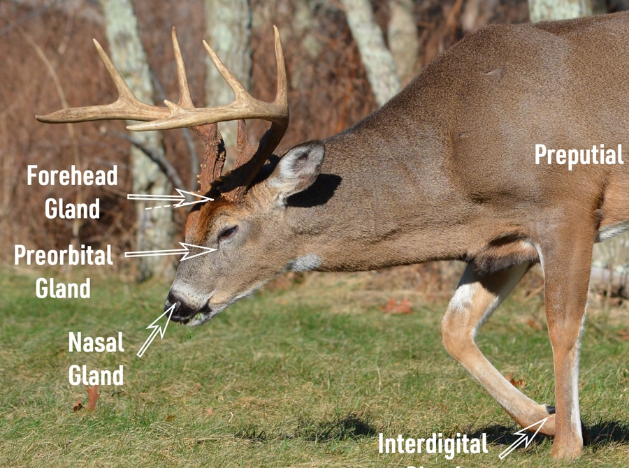Body Language How Whitetails 'Talk' With Their Glands HuntStand