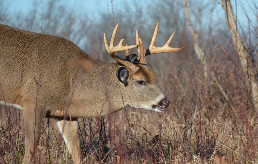 Can You Speak Deer Antler Lingo? Here's A Quick Guide HuntStand