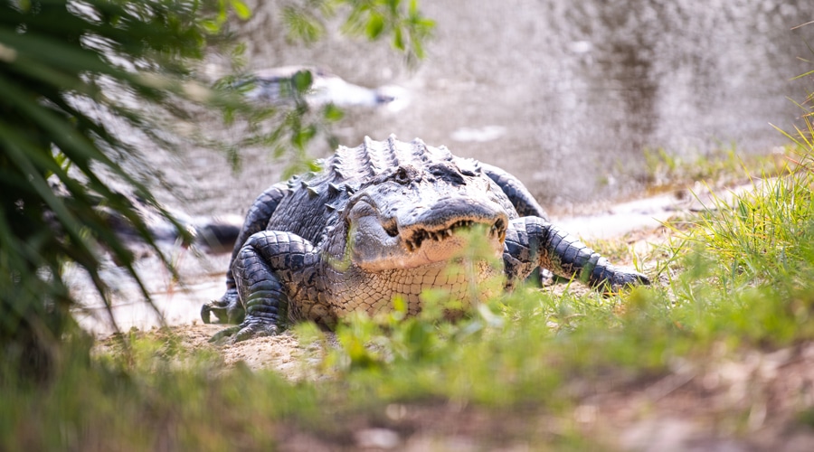 BucketList Hunting Gators In The Deep South HuntStand