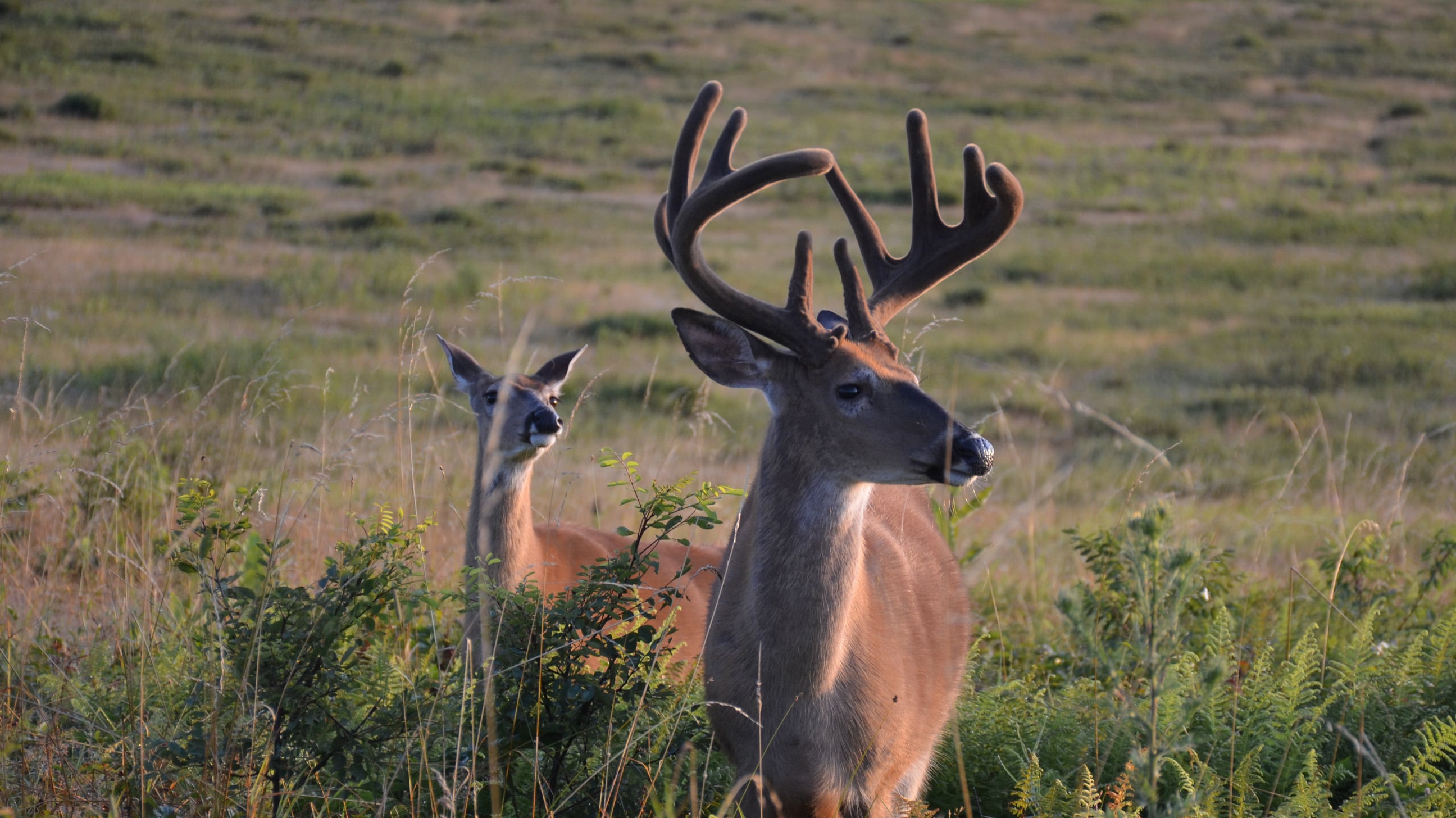 A Guide To Choosing The Best Stand Location: Whitetails 365 - The