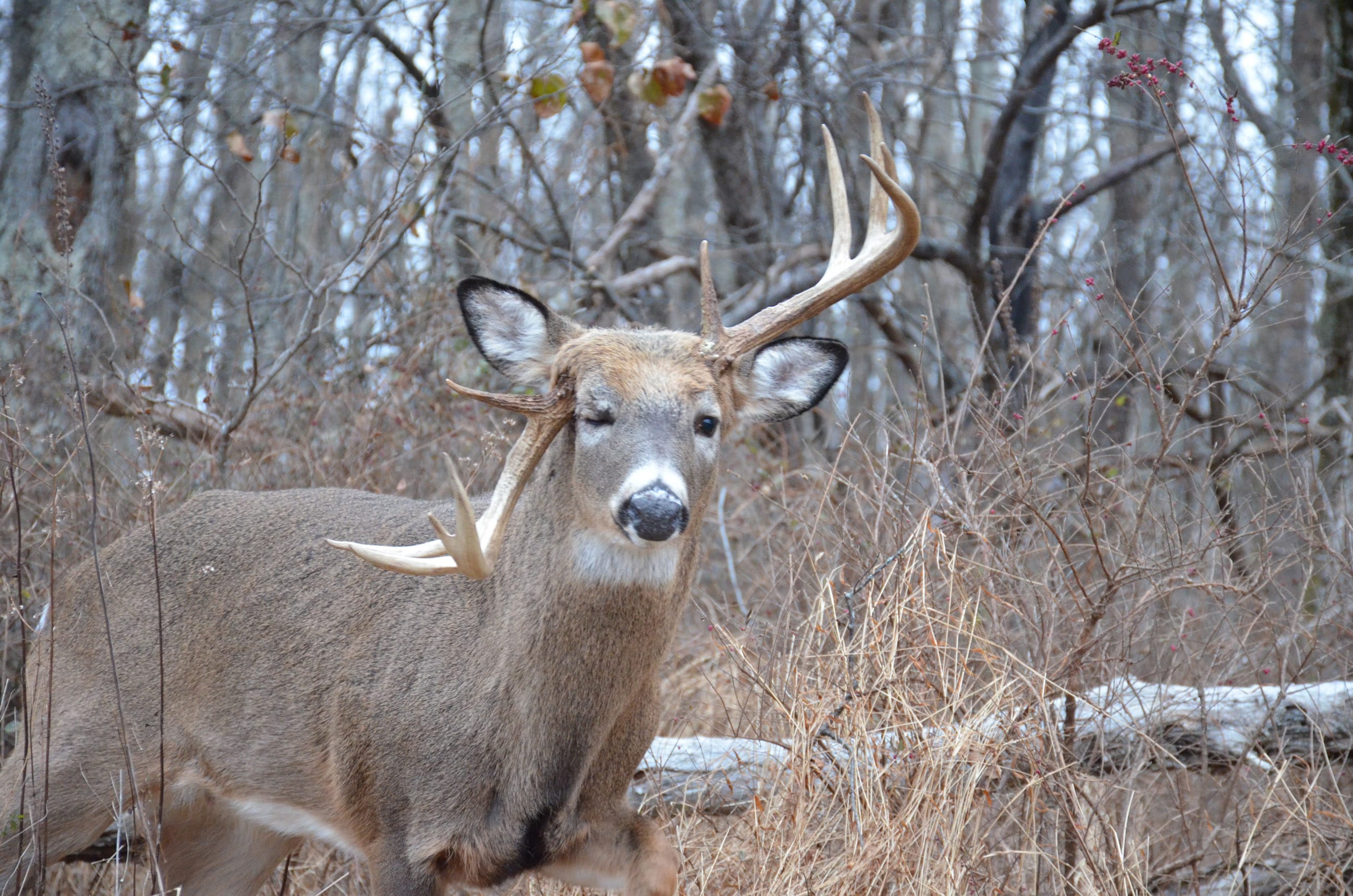 Antler Deformities [Murphy's Law On Whitetails] - Hunt Stand