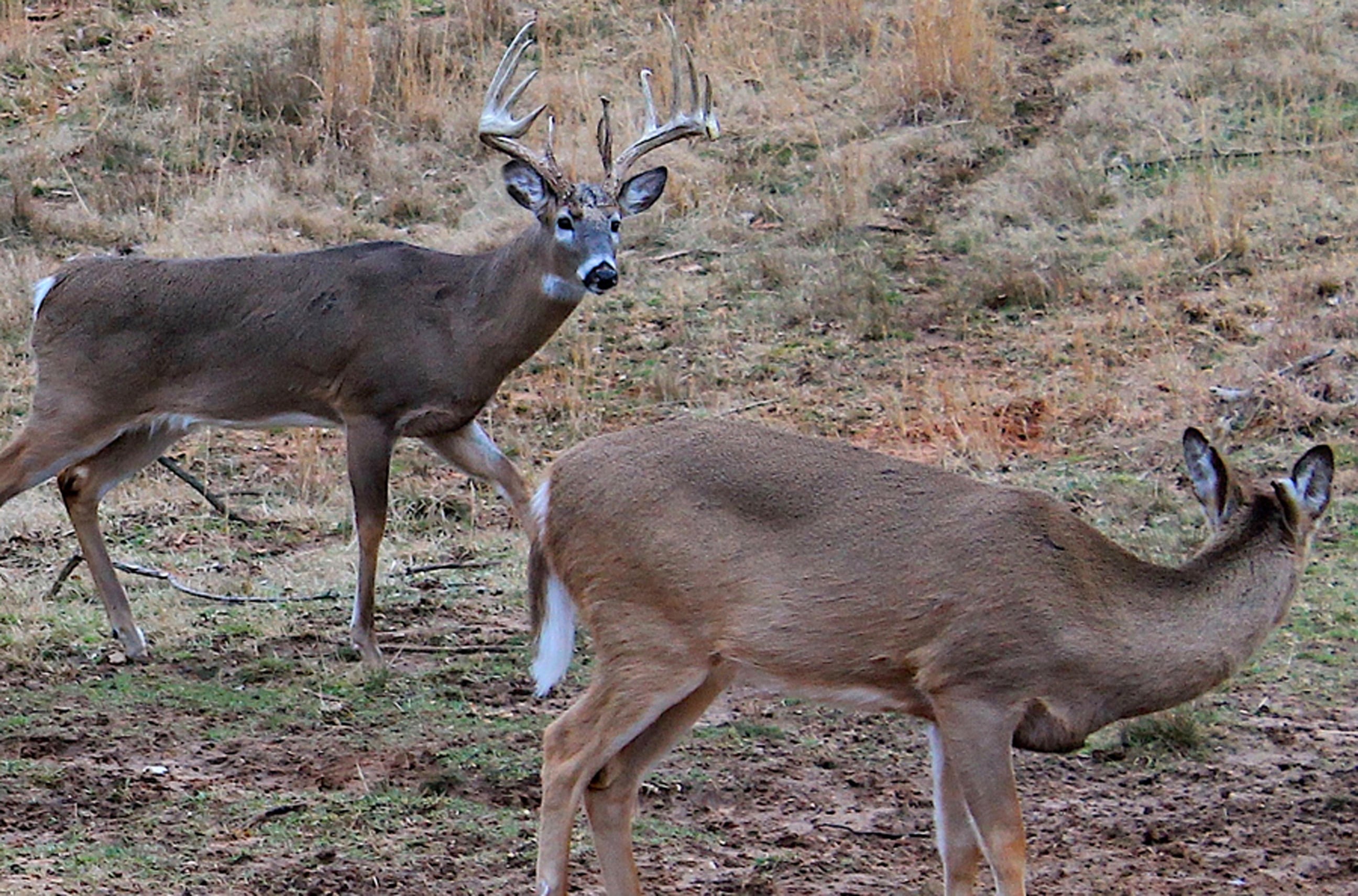 Hunting The Rut 15 Ways To Fool A DoeFocused Whitetail Buck Hunt Stand