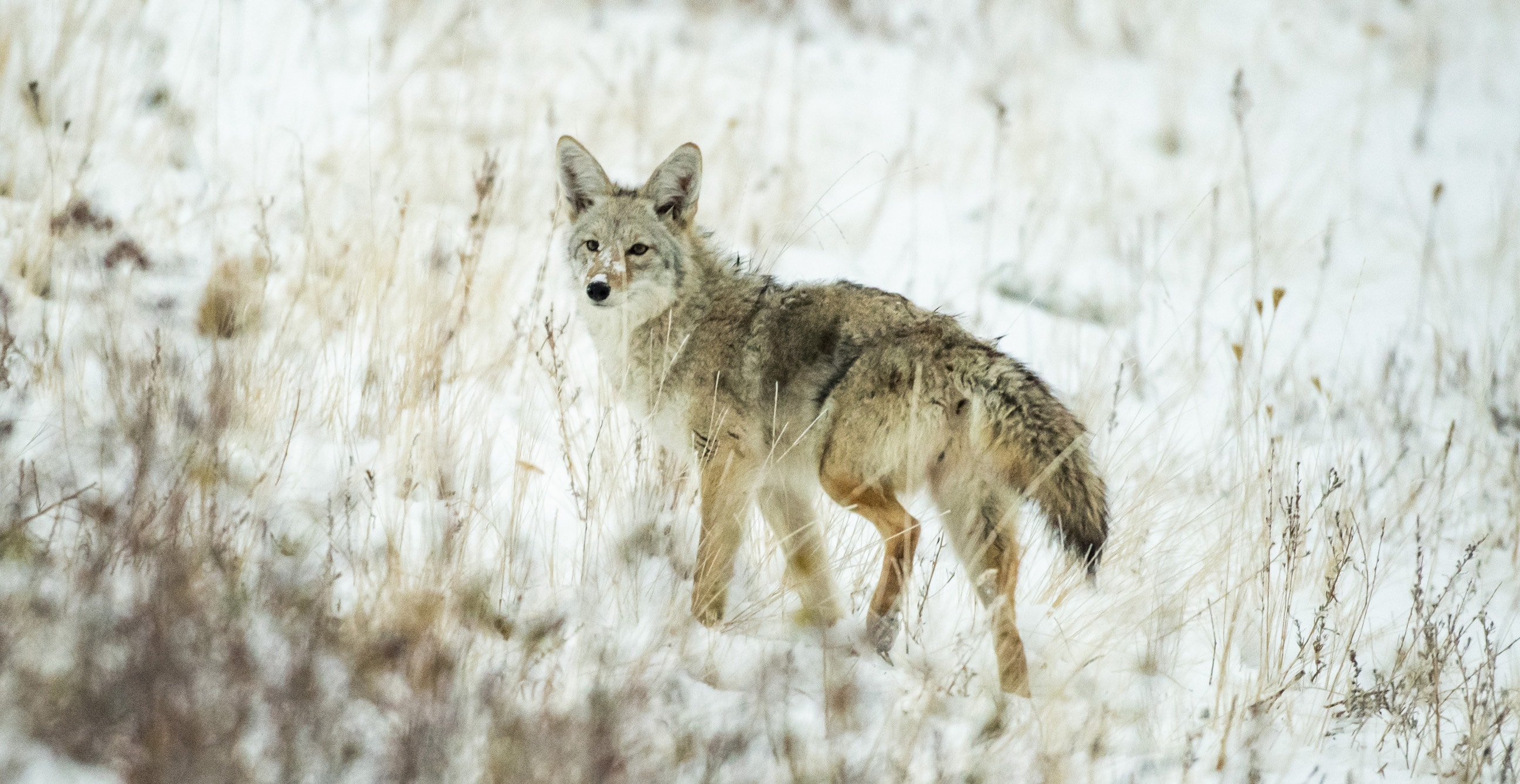 Use These Calls For More Coyote Hunting Success HuntStand