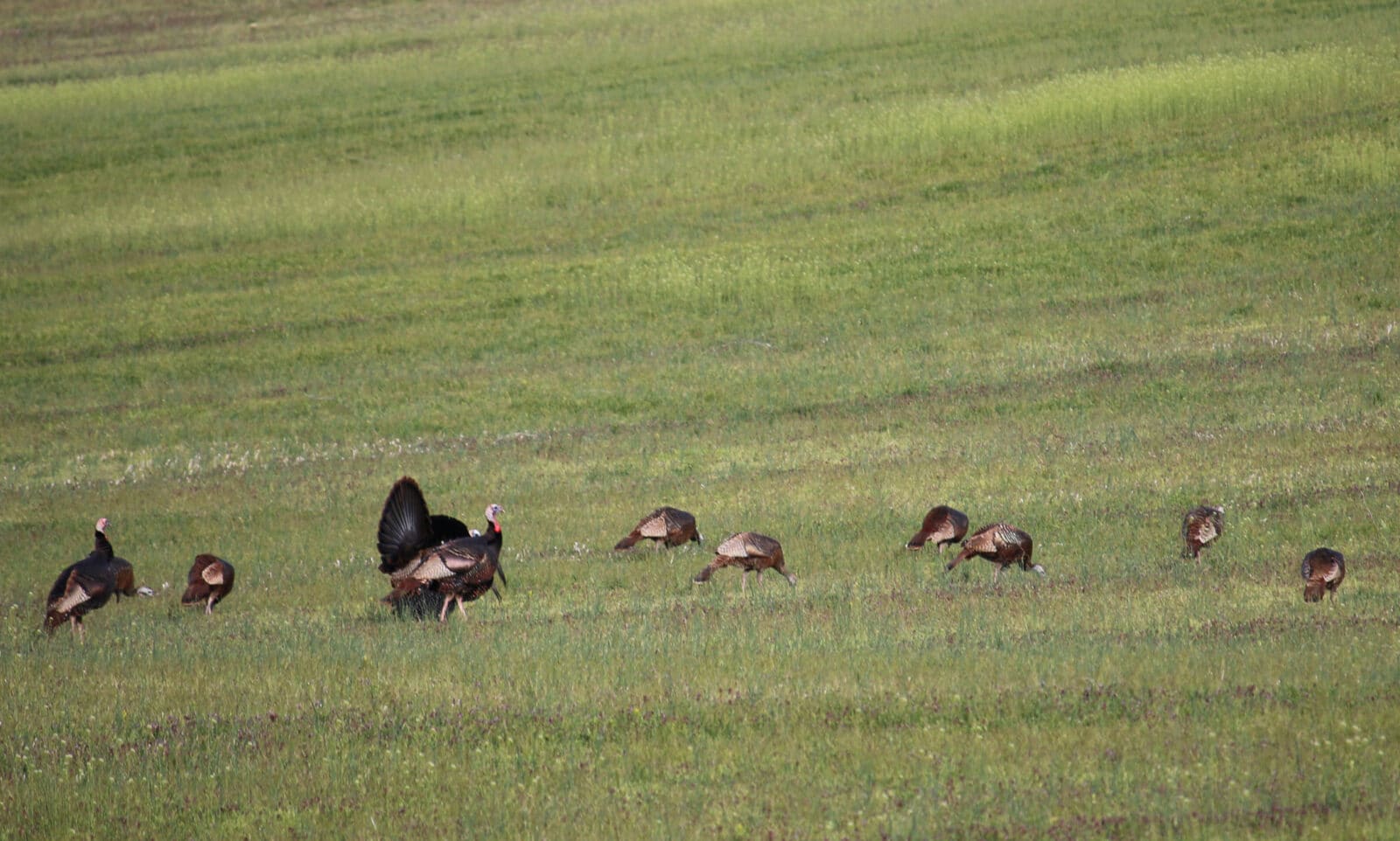 Public-Land Turkey Flock