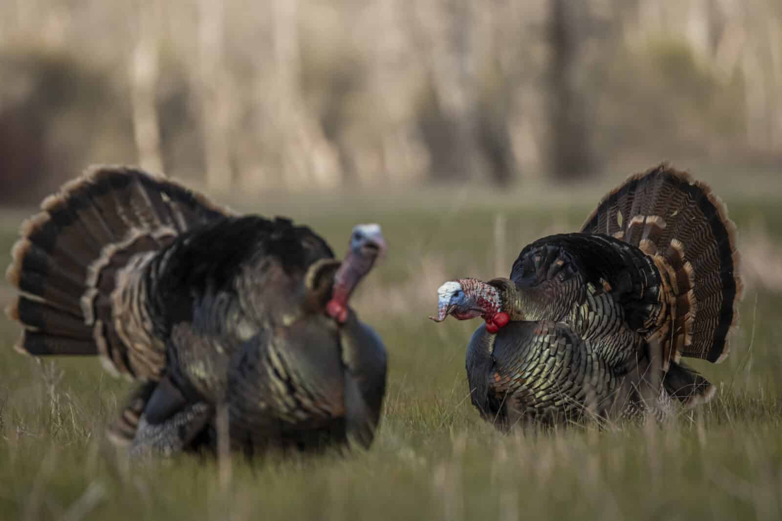 Two Gobblers On A Budget