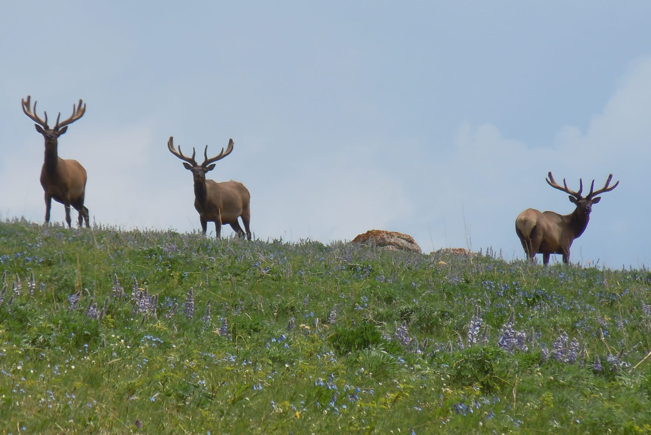 Scouting For Elk With HuntStand Pro - HuntStand