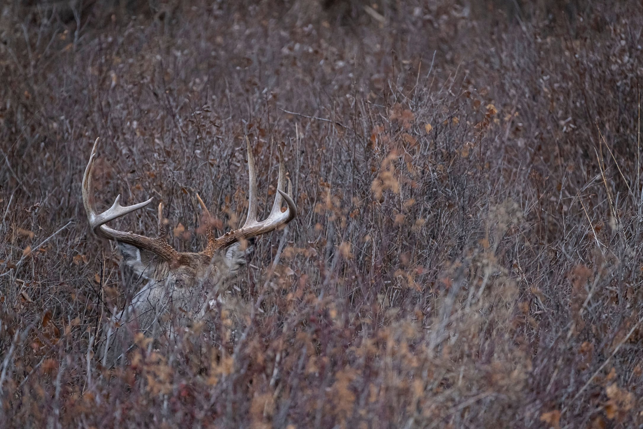 Hunting PreRut Whitetails with HuntStand HuntStand