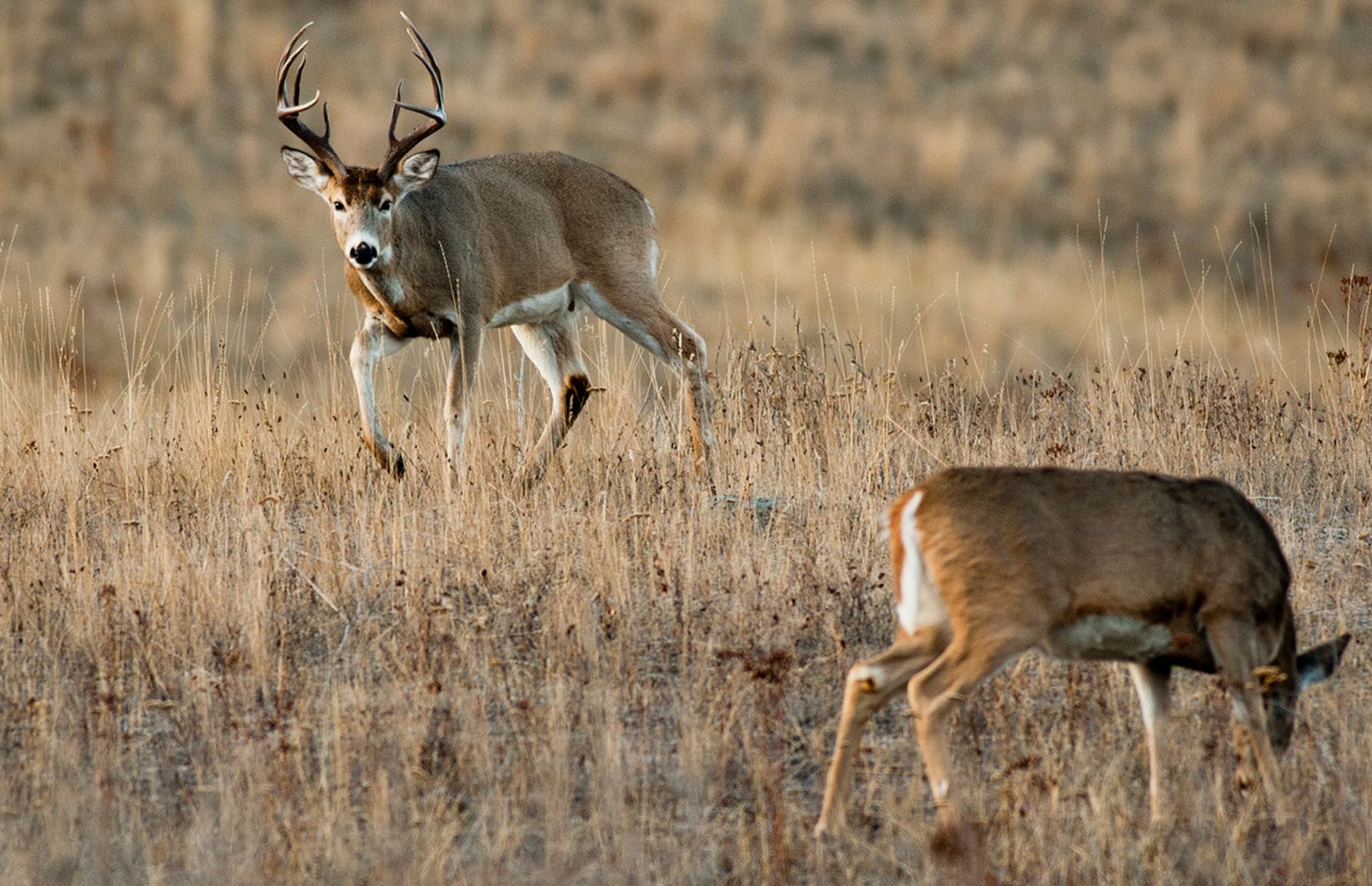 New Whitetail Rut Map A HuntStand Exclusive